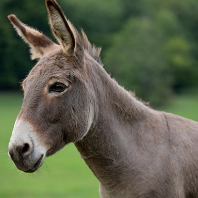 Donkey